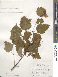 Acer rubrum image