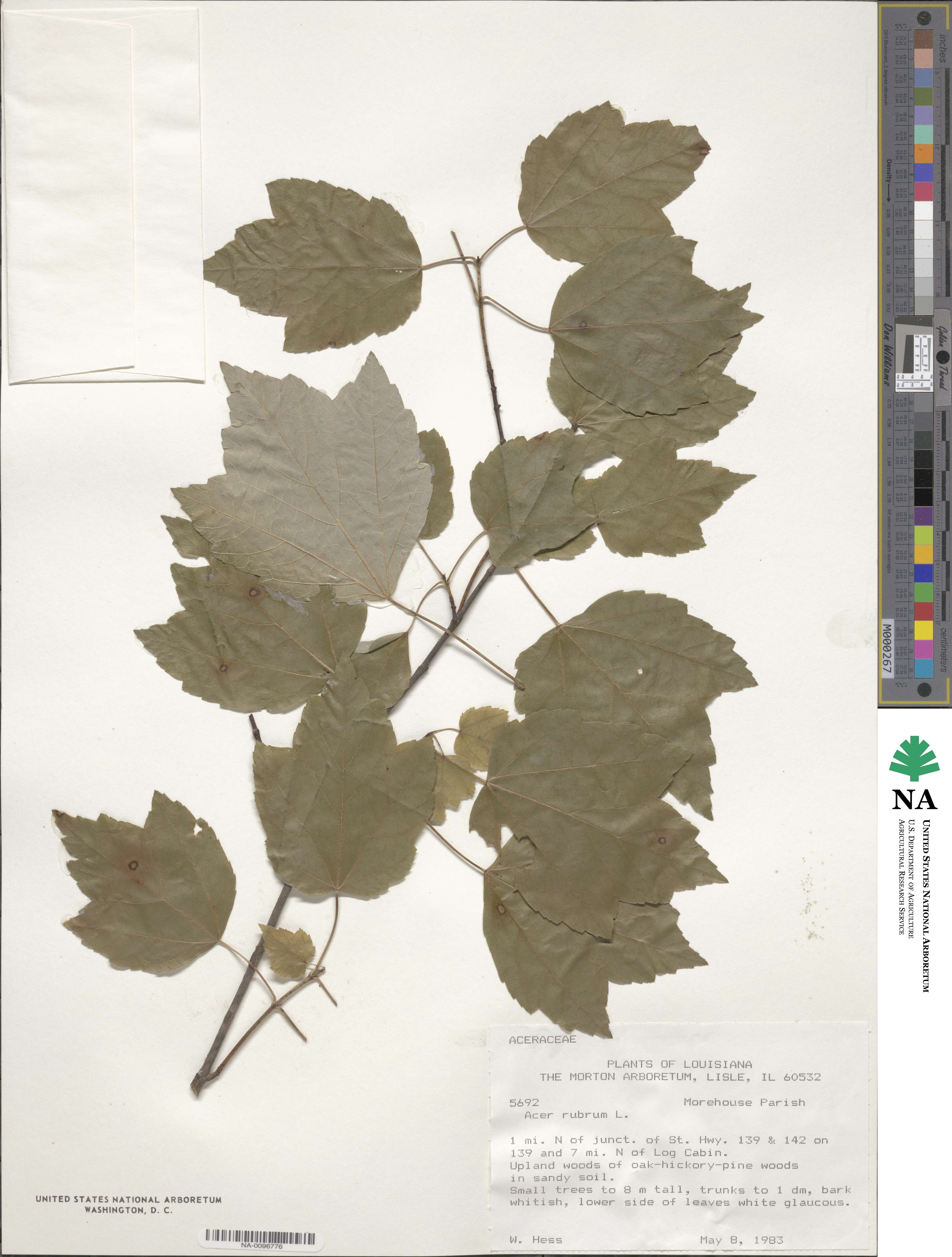 Acer rubrum image