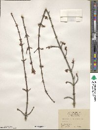 Acer rubrum image