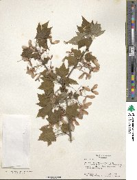 Acer rubrum image