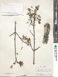 Acer rubrum image