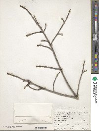 Acer rubrum image