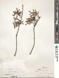 Acer rubrum image