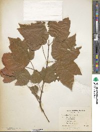 Acer rubrum image