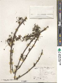 Acer rubrum image