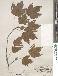 Acer rubrum image