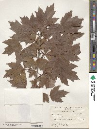 Acer rubrum image