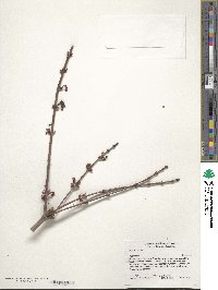 Acer rubrum image