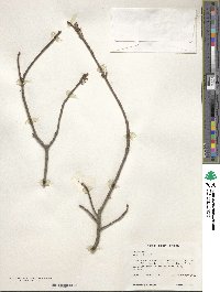 Acer rubrum image