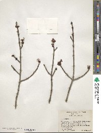 Acer rubrum image