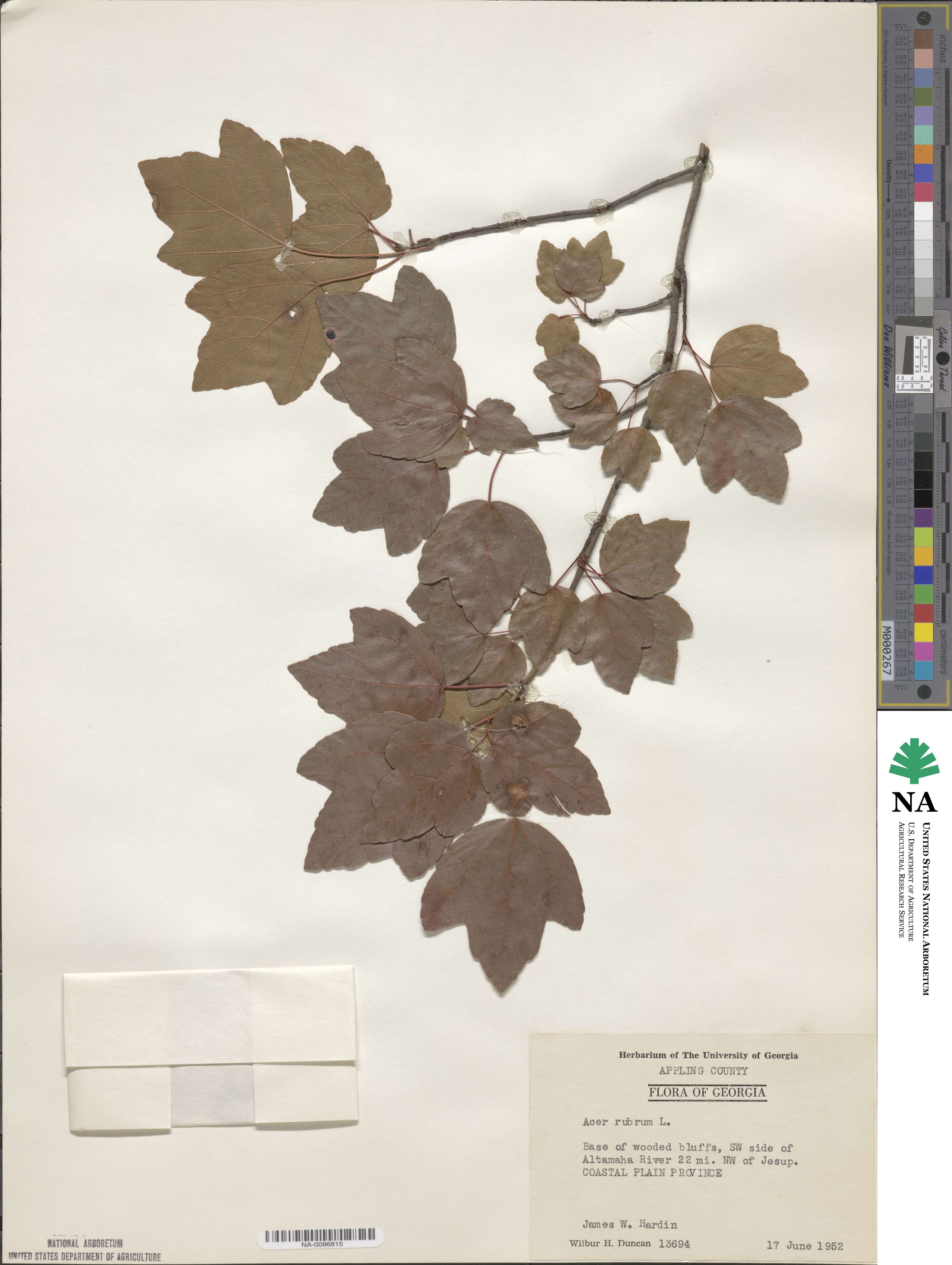 Acer rubrum image