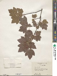 Acer rubrum image