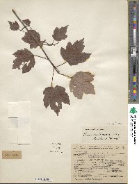 Acer rubrum image