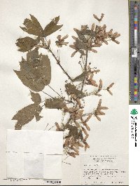 Acer rubrum image