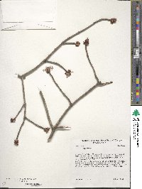 Acer rubrum image