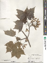 Acer rubrum image