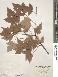 Acer rubrum image