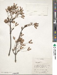 Acer rubrum image