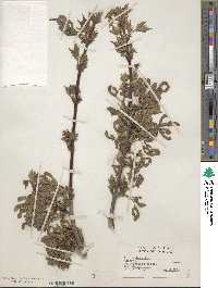 Acer rubrum image