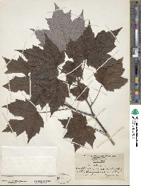 Acer rubrum image