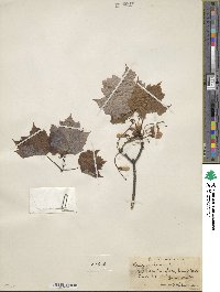 Acer rubrum image