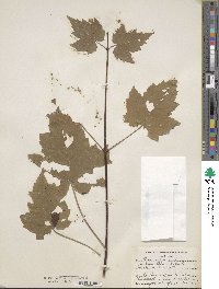 Acer rubrum image