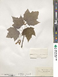 Acer rubrum image