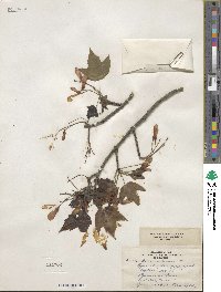 Acer rubrum image