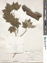 Acer rubrum image