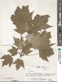 Acer rubrum image