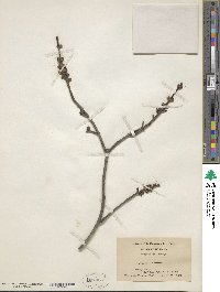 Acer rubrum image