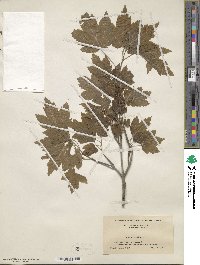 Acer rubrum image