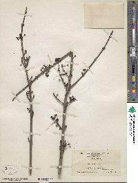 Acer rubrum image