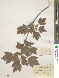 Acer rubrum image