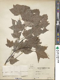 Acer rubrum image