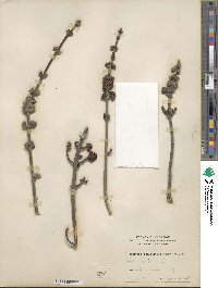 Acer rubrum image