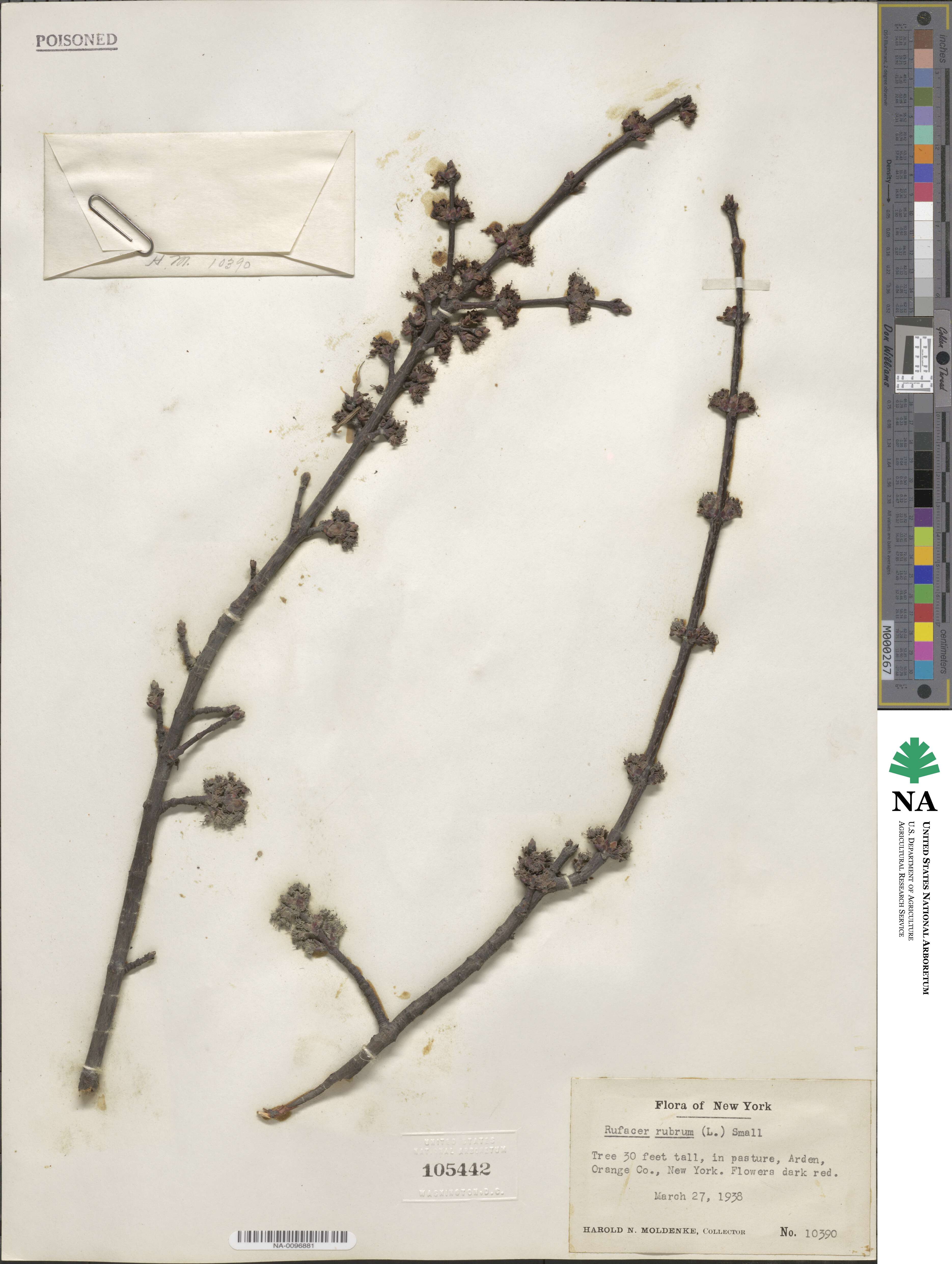Acer rubrum image