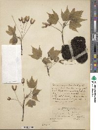 Acer rubrum image