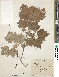 Acer rubrum image