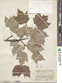 Acer rubrum image