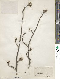 Acer rubrum image