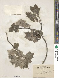 Acer rubrum image