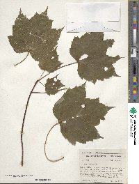 Acer rubrum image