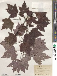 Acer rubrum image