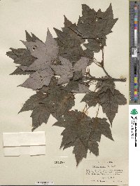 Acer rubrum image