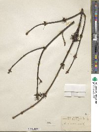 Acer rubrum image