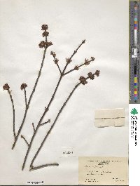 Acer rubrum image