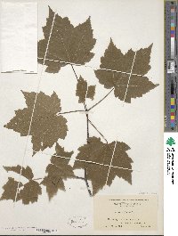 Acer rubrum image