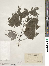 Acer rubrum image