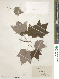 Acer rubrum image